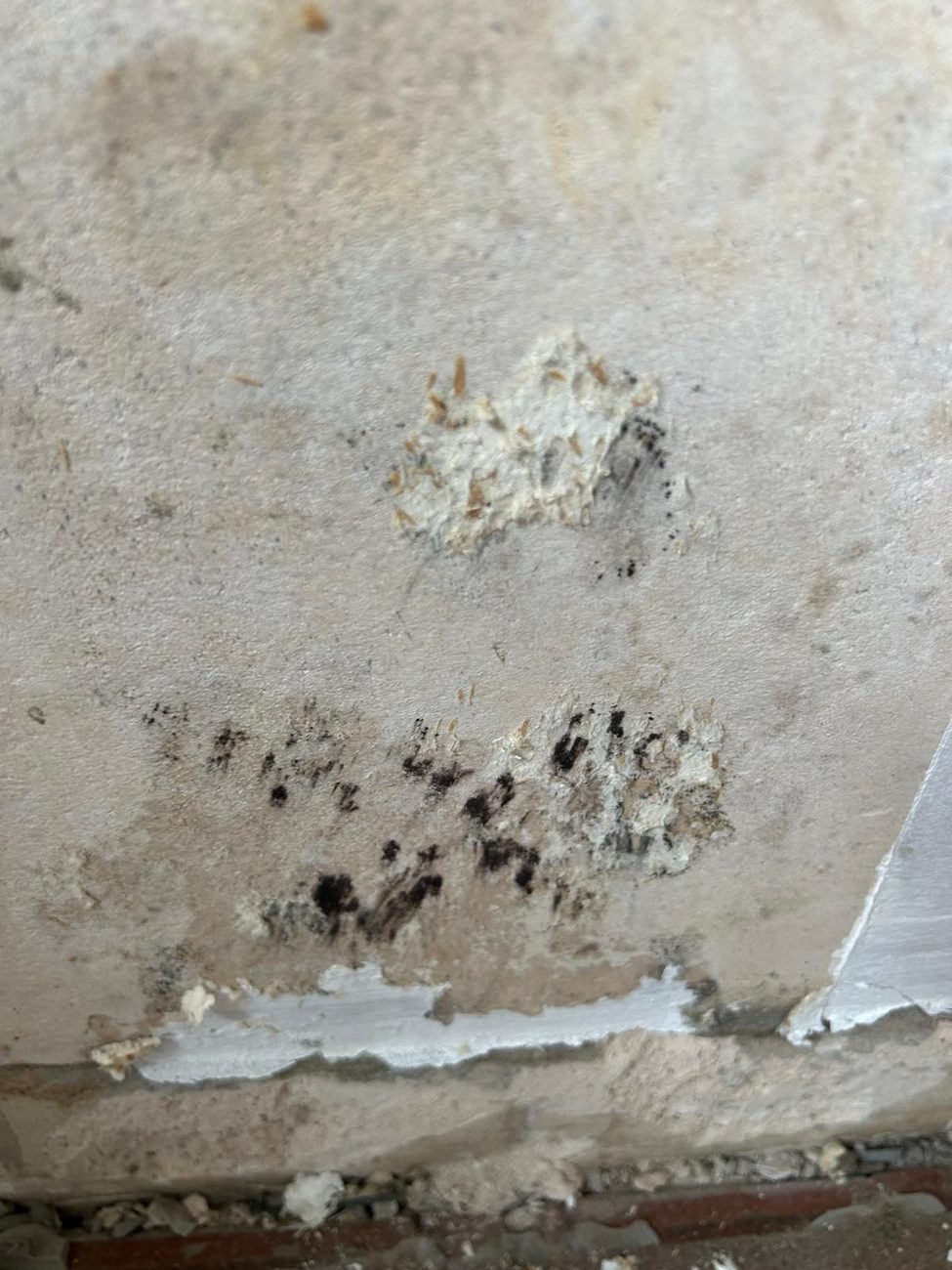 Fachgerechte Schimmelsanierung einer Innenwand