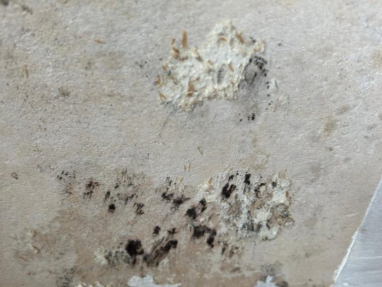 Schimmelbefall an einer feuchten Kellerwand