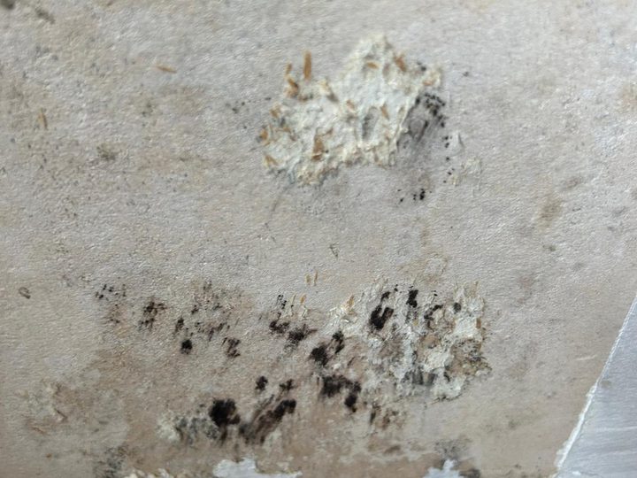 Schimmelbefall an einer feuchten Wand